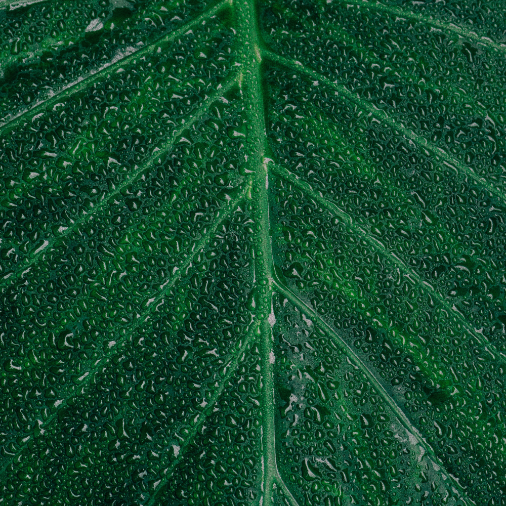 Capsoil® Banaba Leaf Extract · 40 mg