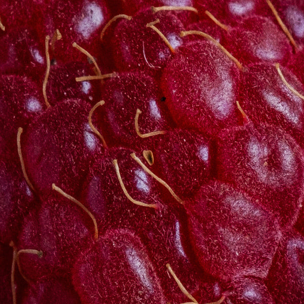 IGOB131®